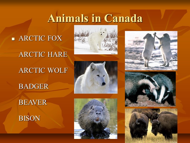 Animals in Canada ARCTIC FOX  ARCTIC HARE  ARCTIC WOLF  BADGER 